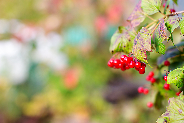 포토 JPG 해외이미지 나무 식물 계절 열매 음식 백그라운드 잎 과일 자연 건강 사람없음 야외 장식 빨간색 초록색 여름 컬러풀 정원 수확 가을 나뭇가지 신선 다발 허브 관목 유기농 원예 내추럴 숙성 카피스페이스 해외포토 웰빙 컬러 농업 취미 공백 생태계 파일형식 이미지허브