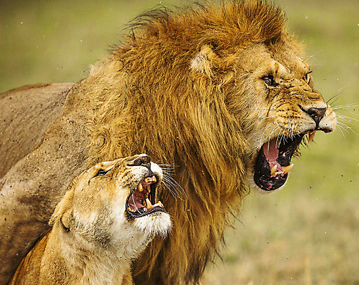 포토 JPG 해외이미지 주간 야생동물 새끼 두마리 사람없음 야외 아웃포커스 사자 육식동물 숫사자 포효 해외포토 자연요소 동물 2 포유류 촬영기법 외침 수컷 파일형식 이미지허브