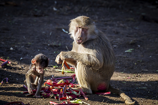포토 JPG 해외이미지 나무 동물 무기 야생동물 장난 포유류 가족 자연 놀이 휴식 털 사람없음 야외 햇빛 갈색 머리 걷기 산책 원숭이 아기 치아 모피 꼬리 침팬지 해외포토 식물 컬러 컨셉 관계 모션 사람 신체부위 태양 소화기관 생태계 파일형식 이미지허브