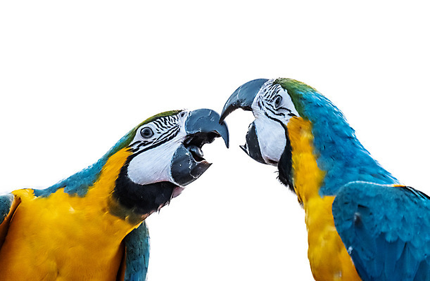 포토 JPG 해외이미지 동물 야생동물 백그라운드 2 자연 조류 사람없음 파란색 반려동물 노란색 황금 앵무새 내추럴 동물상 해외포토 컬러 조형물 생태계 파일형식 이미지허브