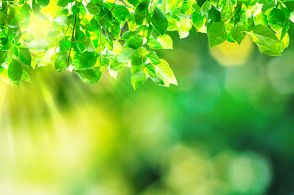 포토 JPG 해외이미지 나무 계절 공원 백그라운드 잎 꽃무늬 자연 아침 추상 조명 미술 풍경 사람없음 야외 초록색 여름 빛 반짝임 컬러풀 햇빛 태양 환경 정원 맑음 봄 광선 신선 숲 보케 내추럴 강렬 블러 생태학 해외포토 주간 자연요소 식물 공공시설 교육 꽃 컬러 무늬 모션 날씨 문화예술 생태계 파일형식 이미지허브