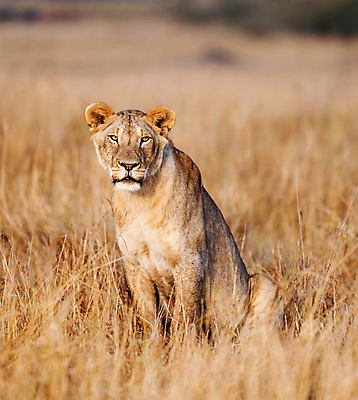 포토 JPG 해외이미지 주간 한마리 야생동물 앉기 사람없음 야외 아웃포커스 육식동물 암사자 해외포토 자연요소 동물 1 모션 촬영기법 사자 암컷 파일형식 이미지허브