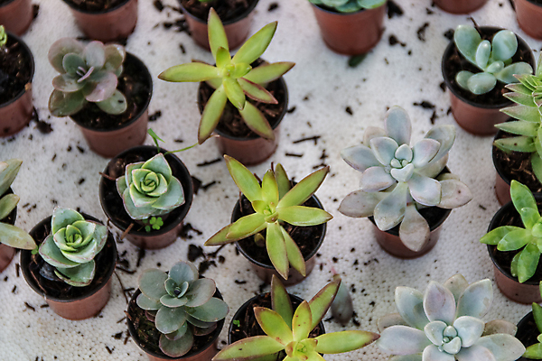 포토 JPG 해외이미지 식물 계절 꽃잎 꽃 백그라운드 잎 패턴 자연 선인장 주택 사람없음 장식 여름 환경 정원 보라색 미니어처 사막 껍질 가을 신선 뜨거움 원형 우아함 수집 원예 질감 리빙 내추럴 생태학 심기 영원 정물화 세련 해외포토 도형 교육 컬러 컨셉 무늬 모션 취미 건물 모형 그림 생태계 파일형식 이미지허브