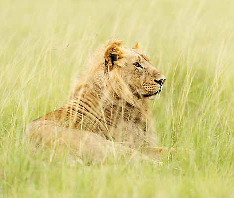 포토 JPG 해외이미지 주간 한마리 야생동물 새끼 휴식 초원 사람없음 야외 육식동물 숫사자 해외포토 자연요소 동물 1 컨셉 사자 수컷 파일형식 이미지허브