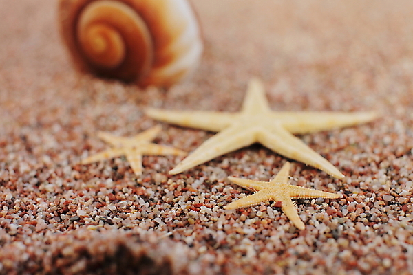 포토 JPG 해외이미지 주간 모래 불가사리 사람없음 야외 조개껍데기 해외포토 자연요소 조개 극피동물 파일형식 이미지허브