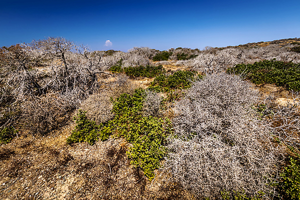 포토 JPG 해외이미지 나무 모래 바다 섬 여행 아프리카 자연 휴가 건조 풍경 해변 사람없음 야외 물 여름 햇빛 맑음 안개 나뭇가지 지중해 그리스 순수 남쪽 그리스인 터키석 파라다이스 수평선 해외포토 자연요소 서양인 식물 계절 유럽 나라 컨셉 날씨 태양 보석 방향 생태계 파일형식 이미지허브