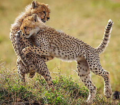 포토 JPG 해외이미지 주간 야생동물 새끼 두마리 장난 사람없음 야외 풀 육식동물 치타 해외포토 자연요소 식물 동물 2 포유류 파일형식 이미지허브