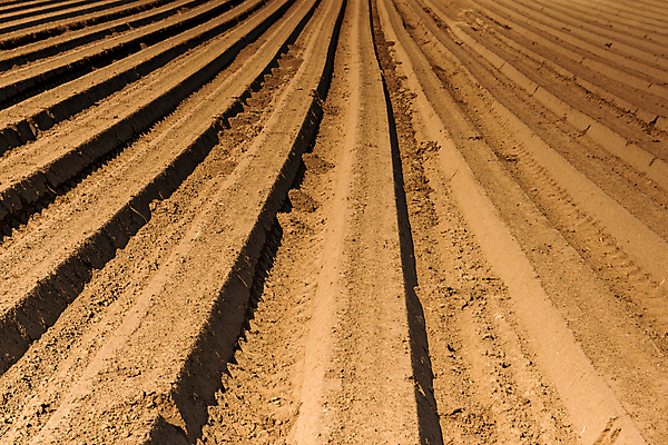 포토 JPG 해외이미지 식물 계절 산업 지구 음식 백그라운드 밭 농업 자연 감자 풍경 사람없음 야외 농작물 농장 농경지 환경 흙 봄 수확 성장 시골 땅 만취 언덕 유기농 먼지 장면 내추럴 밭일 줄서기 세련 해외포토 웰빙 채소 모션 생태계 술취함 파일형식 이미지허브