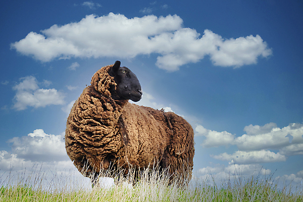 포토 JPG 해외이미지 동물 1 응시 계절 유럽 포즈 백그라운드 밭 농업 포유류 자연 하늘 털 서기 풍경 사람없음 야외 초록색 파란색 농장 농경지 갈색 맑음 가축 봄 흰색 시골 양 방목 네덜란드 호기심 장면 부드러움 목 양모 밭일 해외포토 시선 감정 나라 산업 컬러 컨셉 모션 날씨 신체부위 직물 감각 축산업 생태계 파일형식 이미지허브