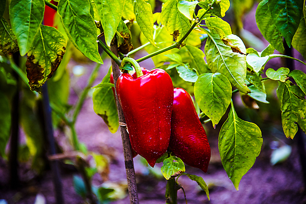 포토 JPG 해외이미지 식물 잡화 음식 백그라운드 농업 다이어트 채소 재료 자연 고추 피망 파프리카 건강 요리 사람없음 빨간색 초록색 농작물 세트 주방 정원 수확 종 흰색 신선 그룹 달콤 맛 먹기 향신료 유기농 날것 후추 내추럴 고립 밭일 숙성 채식주의자 해외포토 웰빙 산업 컬러 컨셉 모션 생태계 채식 향미료 파일형식 이미지허브