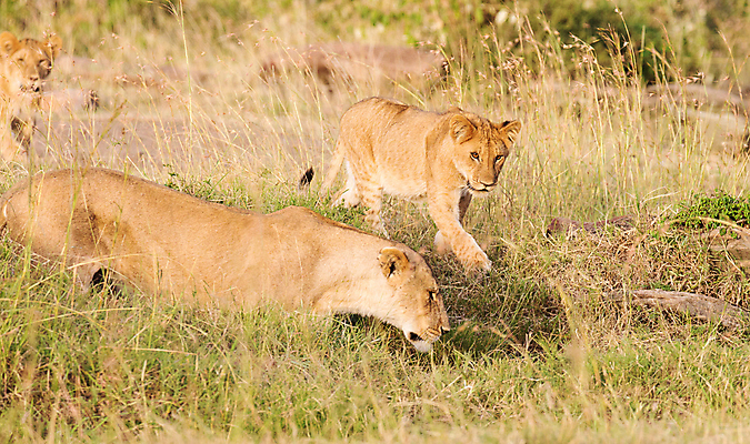 포토 JPG 해외이미지 주간 야생동물 두마리 초원 사람없음 야외 걷기 육식동물 암사자 해외포토 자연요소 동물 2 모션 사자 암컷 파일형식 이미지허브