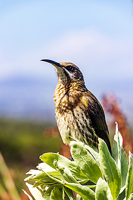포토 JPG 해외이미지 야생동물 조류 사람없음 아웃포커스 벌새 해외포토 동물 촬영기법 파일형식 이미지허브