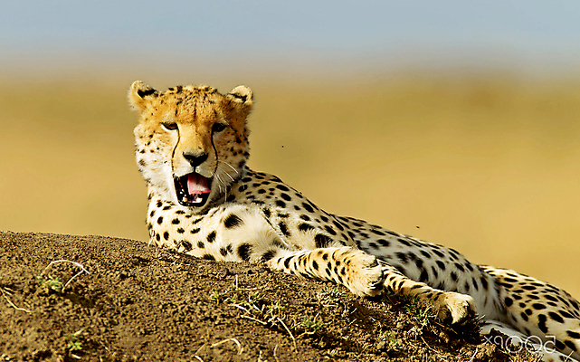 포토 JPG 해외이미지 주간 한마리 야생동물 사람없음 야외 아웃포커스 눕기 육식동물 하품 치타 땅바닥 해외포토 자연요소 동물 1 포유류 모션 바닥 촬영기법 생리현상 파일형식 이미지허브