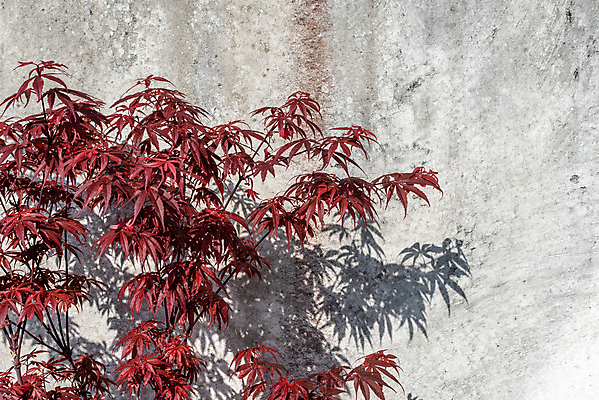 포토 JPG 해외이미지 주간 벽 백그라운드 단풍 자연 단풍나무 그림자 풍경 사람없음 야외 가을풍경 가을 해외포토 자연요소 나무 계절 잎 생태계 파일형식 가을_계절 이미지허브