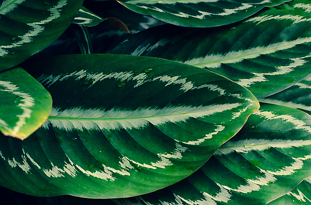 포토 JPG 해외이미지 식물 길 백그라운드 잎 패턴 자연 손바닥 사람없음 장식 초록색 컬러풀 정원 보라색 봄 줄무늬 흰색 숲 큼 열대우림 자르기 질감 하와이 상록수 리빙 고립 멀티 이국적 해외포토 손 계절 컬러 무늬 모션 미국 크기 생태계 파일형식 이미지허브