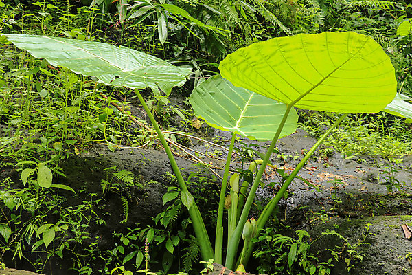 포토 JPG 해외이미지 나무 식물 화초 섬 여행 백그라운드 잎 패턴 채소 태국 자연 코끼리 손바닥 풍경 사람없음 야외 목재 초록색 여름 환경 정원 트래킹 성장 숲 폐허 통로 귀 네팔 정맥 내추럴 깊이 생태학 해외포토 손 계절 교육 아시아 컬러 무늬 재료 포유류 레저 신체부위 생태계 혈관 파일형식 이미지허브