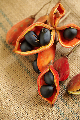 포토 JPG 해외이미지 식물 계절 음식 백그라운드 패턴 채소 과일 재료 태국 자연 디저트 건강 요리 씨앗 사람없음 빨간색 갈색 쌓기 견과류 수확 가을 흰색 대접 신선 시장 달콤 맛 숲 지중해 오브젝트 유기농 질감 날것 흙더미 바이오 숙성 식용 채식주의자 해외포토 웰빙 아시아 바다 컬러 컨셉 무늬 농업 모션 흙 생태계 채식 파일형식 더미 이미지허브