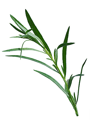 포토 JPG 해외이미지 클리핑패스 음식 줄기 자연 사람없음 초록색 흰색 향신료 유기농 고립 세련 해외포토 식물 웰빙 컬러 생태계 향미료 파일형식 이미지허브