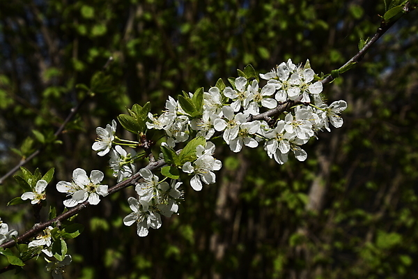 포토 JPG 해외이미지 나무 식물 구름 계절 꽃잎 꽃 백그라운드 잎 농업 과일 하늘 사람없음 초록색 파란색 새싹 정원 맑음 침묵 봄 성장 벚꽃 흰색 나뭇가지 신선 개화 사과 수분 순수 향기 아로마 꽃가루 자두 내추럴 꽃수술 시리즈 해외포토 자연요소 산업 컬러 컨셉 날씨 소리 가루 냄새 파일형식 이미지허브