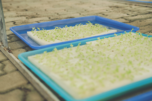 포토 JPG 해외이미지 식물 음식 잎 농업 채소 자연 건강 씨앗 사람없음 물 농장 새싹 정원 놀이방 샐러드 성장 신선 상추 원예 스펀지 내추럴 개발 모종 밭일 식용 온실 처음 세련 해외포토 자연요소 산업 취미 생태계 파일형식 이미지허브