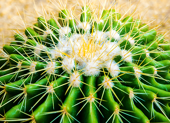 포토 JPG 해외이미지 선인장 실내 근접촬영 사람없음 가시 선인장꽃 해외포토 식물 꽃 뷰포인트 내부 파일형식 이미지허브