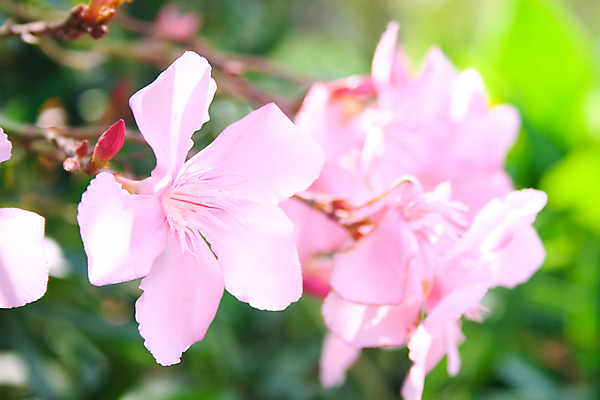 포토 JPG 해외이미지 나무 식물 계절 공원 꽃잎 꽃 분홍색 꽃다발 백그라운드 컨셉 잎 꽃무늬 자연 풍경 사람없음 야외 장식 초록색 여름 컬러풀 햇빛 우주 정원 맑음 보라색 봄 벚꽃 흰색 나뭇가지 개화 닫기 내추럴 이국적 해외포토 공공시설 컬러 무늬 모션 날씨 태양 생태계 파일형식 이미지허브