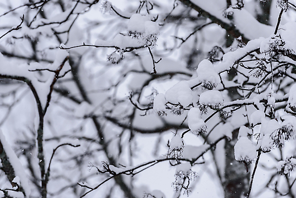 포토 JPG 해외이미지 나무 계절 공원 꽃 도로 백그라운드 크리스마스 겨울 패턴 자연 하늘 아침 날씨 휴가 새로움 핀란드 풍경 사람없음 야외 목재 파란색 환경 냉동 얼음 추위 흰색 나뭇가지 소나무 닫기 숲 큼 12월 연도 서리 무거움 전나무 눈보라 폭설 눈내림 해외포토 주간 자연요소 식물 공공시설 기념일 길 컬러 컨셉 무늬 재료 교통시설 모션 눈_날씨 북유럽 날짜 무게 크기 자연재해 생태계 파일형식 이미지허브