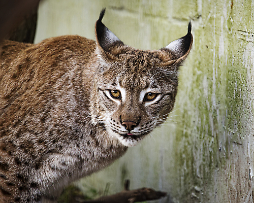 포토 JPG 해외이미지 동물 공원 유럽 얼굴 야생동물 백그라운드 겨울 포유류 자연 털 사람없음 야외 머리 식사 저녁식사 고양이 치킨 추위 흰색 닫기 숲 위험 큼 먹이 먹기 배고픔 사냥 귀 육식동물 사냥꾼 스라소니 해외포토 직업 계절 공공시설 나라 컬러 컨셉 모션 신체부위 반려동물 크기 생태계 닭고기요리 파일형식 이미지허브