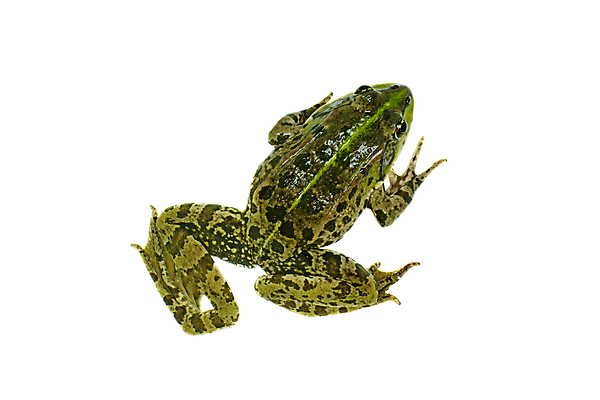 포토 JPG 해외이미지 동물 척추동물 1 야생동물 개구리 양서류 사람없음 초록색 젖음 흰색 작음 싱글 두꺼비 고립 식용 해외포토 컬러 크기 파일형식 이미지허브