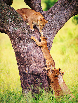포토 JPG 해외이미지 주간 나무 야생동물 여러마리 가족 사람없음 야외 가르침 사자 오르기 육식동물 암사자 해외포토 자연요소 식물 동물 교육 다수 포유류 관계 모션 암컷 파일형식 이미지허브