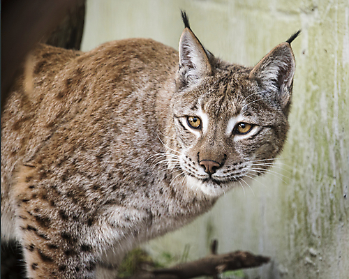 포토 JPG 해외이미지 동물 공원 유럽 얼굴 야생동물 백그라운드 겨울 포유류 자연 털 사람없음 야외 머리 식사 저녁식사 고양이 치킨 추위 흰색 닫기 숲 위험 큼 먹이 먹기 배고픔 사냥 귀 육식동물 사냥꾼 스라소니 해외포토 직업 계절 공공시설 나라 컬러 컨셉 모션 신체부위 반려동물 크기 생태계 닭고기요리 파일형식 이미지허브