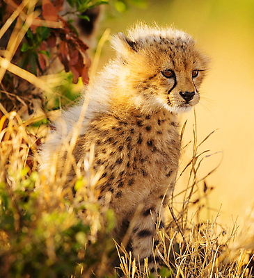 포토 JPG 해외이미지 주간 한마리 야생동물 새끼 사람없음 야외 소프트포커스 육식동물 치타 해외포토 자연요소 동물 1 포유류 촬영기법 파일형식 이미지허브