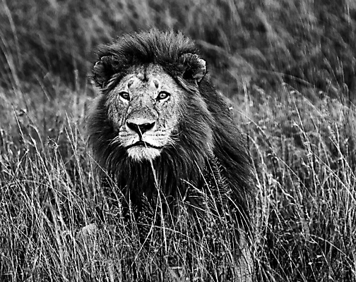 포토 JPG 해외이미지 주간 한마리 응시 야생동물 흑백 사람없음 야외 육식동물 숫사자 해외포토 자연요소 동물 1 시선 촬영기법 사자 수컷 파일형식 이미지허브