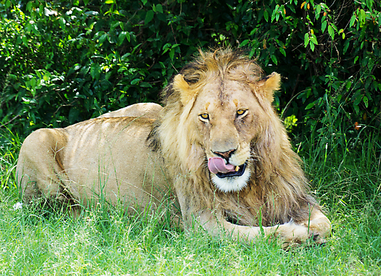 포토 JPG 해외이미지 주간 한마리 야생동물 엎드리기 휴식 사람없음 야외 육식동물 숫사자 해외포토 자연요소 동물 1 컨셉 모션 사자 수컷 파일형식 이미지허브