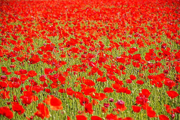포토 JPG 해외이미지 식물 꽃 유럽 밭 자연 독일 풍경 사람없음 빨간색 봄 벚꽃 6월 5월 양귀비 내추럴 해외포토 계절 나라 컬러 농업 날짜 생태계 파일형식 이미지허브