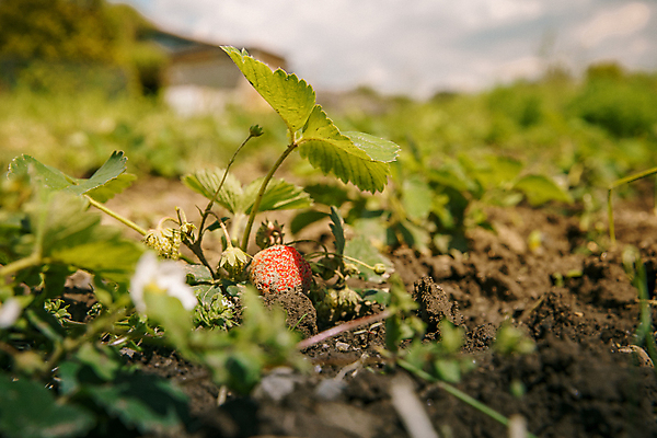 포토 JPG 해외이미지 식물 계절 열매 꽃 산업 음식 잎 꽃무늬 밭 농업 과일 자연 딸기 건강 사람없음 야외 빨간색 초록색 태양 농장 농경지 정원 봄 수확 성장 신선 달콤 유기농 원예 내추럴 밭일 숙성 온실 줄서기 채식주의자 해외포토 자연요소 웰빙 컬러 무늬 모션 취미 맛 생태계 채식 파일형식 이미지허브