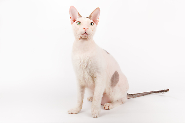 포토 JPG 해외이미지 한마리 실내 앉기 사람없음 반려동물 귀여움 고양이 흰배경 스핑크스고양이 반려묘 해외포토 동물 1 백그라운드 컨셉 포유류 모션 내부 흰색 파일형식 이미지허브