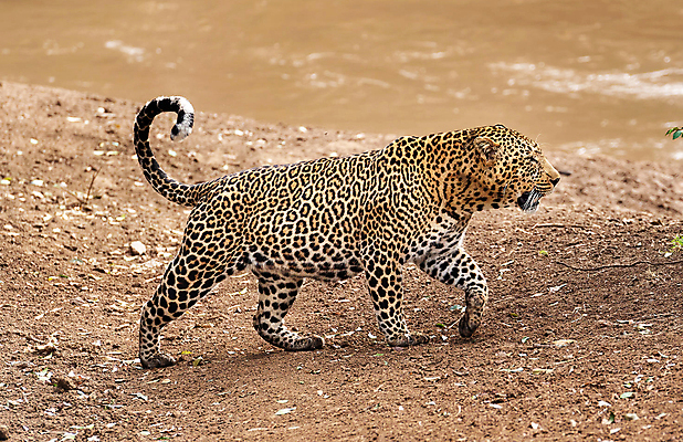 포토 JPG 해외이미지 주간 한마리 야생동물 사람없음 야외 강 걷기 흙 육식동물 표범 해외포토 자연요소 동물 1 포유류 모션 파일형식 이미지허브