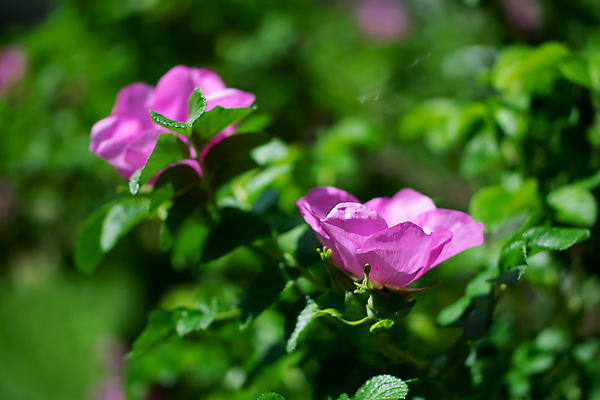 포토 JPG 해외이미지 식물 꽃잎 꽃 분홍색 잎 꽃무늬 자연 사람없음 장미 봄 나뭇가지 해외포토 나무 계절 컬러 무늬 생태계 파일형식 이미지허브
