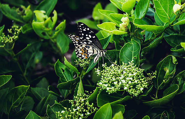 포토 JPG 해외이미지 동물 꽃 나비 곤충 날개 자연 사람없음 초록색 갈색 해외포토 식물 컬러 생태계 파일형식 이미지허브