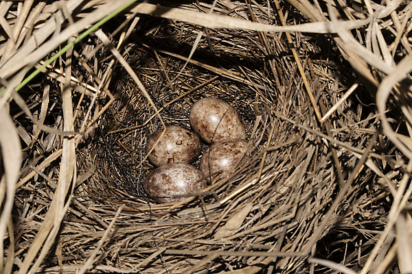 포토 JPG 해외이미지 동물 자연 조류 병아리 사람없음 철새 오트밀 해외포토 생태계 파일형식 귀리 이미지허브