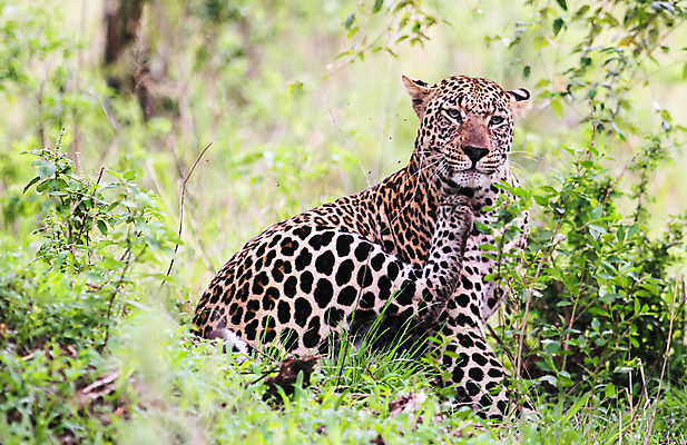 포토 JPG 해외이미지 주간 한마리 야생동물 사람없음 야외 아웃포커스 육식동물 표범 긁기 해외포토 자연요소 동물 1 포유류 모션 촬영기법 파일형식 이미지허브