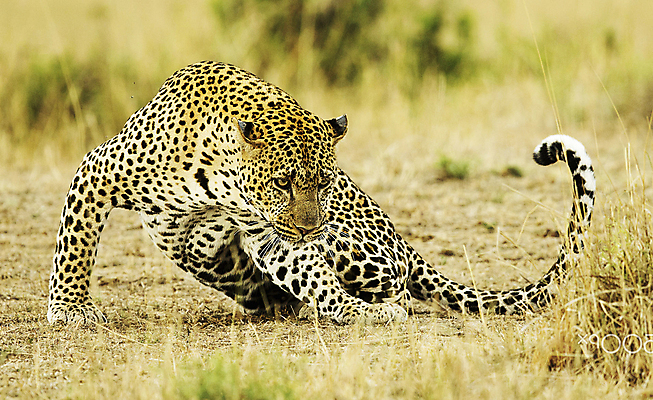 포토 JPG 해외이미지 주간 한마리 야생동물 초원 사람없음 야외 아웃포커스 육식동물 표범 일어나기 해외포토 자연요소 동물 1 포유류 모션 촬영기법 파일형식 이미지허브