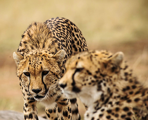 포토 JPG 해외이미지 주간 응시 야생동물 두마리 사람없음 야외 아웃포커스 육식동물 치타 해외포토 자연요소 동물 시선 2 포유류 촬영기법 파일형식 이미지허브