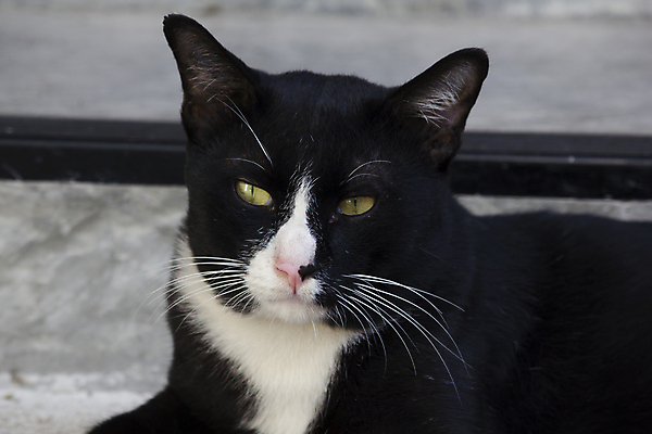 포토 JPG 해외이미지 동물 응시 백그라운드 인터넷 장난 포유류 바닥 실내 사람없음 목재 가로 노트북 전자제품 반려동물 컴퓨터 스크린 공책 고양이 자료 방 정보 분노 키보드 이메일 연결 무서움 모피 즐거움 검색 시작 송곳니 거짓말 심각 지능 지원 키패드 해외포토 나무 시선 감정 컨셉 재료 문구용품 내부 치아 파일형식 이미지허브