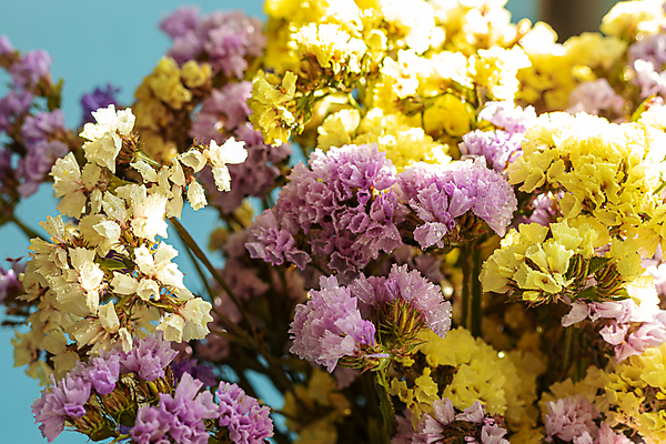 포토 JPG 해외이미지 식물 계절 공원 꽃잎 꽃 꽃다발 곤충 백그라운드 잎 밭 공 자연 벽지 따뜻함 선물 사람없음 장식 물 빛 정원 꽃병 봄 회색 벚꽃 흰색 신선 뜨거움 투명 맛 수집 질감 향기 냄새 엽서 꽃가루 수국 꿀 흙더미 비네팅 용량 정물화 해외포토 자연요소 동물 공공시설 컬러 컨셉 농업 촬영기법 흙 가루 편지 그림 생태계 파일형식 더미 이미지허브