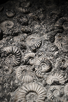 포토 JPG 해외이미지 나무 식물 동물 과학 잎 패턴 자연 생물 골격 사람없음 환경 소용돌이 흰색 원형 묘사 질감 화석 연료 고생물 멸종 선사시대 고립 앵무조개 옛날 지질학 해외포토 도형 교육 컬러 무늬 조개 회오리 역사 생태계 파일형식 이미지허브