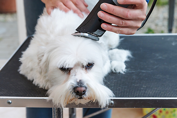 포토 JPG 해외이미지 손 탁자 들기 앉기 신체부위 반려동물 개 자르기 돌봄 바리깡 애견미용 해외포토 동물 가구 포유류 모션 사람 뷰티 파일형식 이미지허브