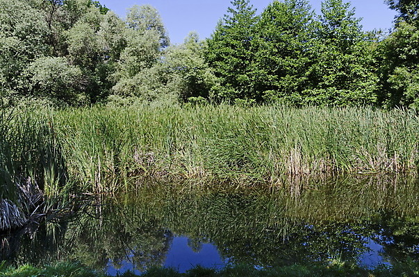 포토 JPG 해외이미지 나무 식물 계절 공원 호수 여행 낙엽 잎 자연 하늘 풍경 사람없음 야외 초록색 물 여름 파란색 빛 컬러풀 반사 환경 활발 나뭇가지 연못 신선 숲 언덕 남쪽 내추럴 강렬 불가리아 웅장함 환상 해외포토 자연요소 공공시설 컬러 컨셉 방향 생태계 파일형식 남유럽 이미지허브