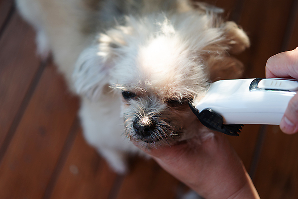 포토 JPG 해외이미지 한마리 손 응시 실내 들기 아웃포커스 신체부위 하이앵글 귀여움 강아지 바리깡 애견미용 애견미용사 나무배경 믹스견 해외포토 1 시선 뷰포인트 백그라운드 컨셉 모션 촬영기법 사람 내부 반려동물 뷰티 개 미용사 파일형식 이미지허브